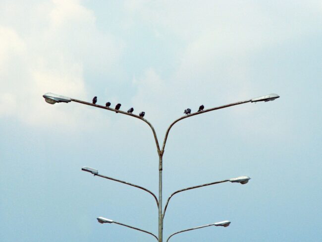 six black birds perching on street lamp